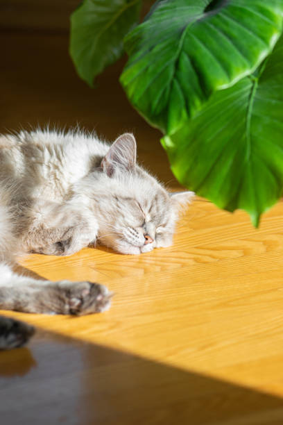 istock Siberian Neva Masquerade cat sleeping on parquet floor 1310379365