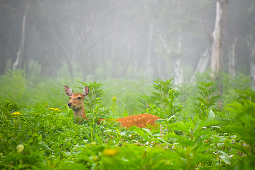 Ezo deer grazing in Shiretoko National Park, Hokkaido, Japan during misty summer morning.