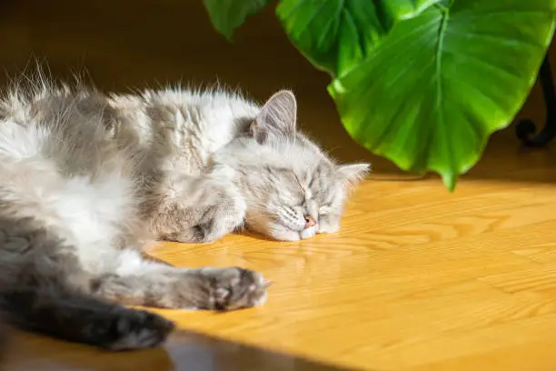 Siberian Neva Masquerade cat sleeping on parquet floor near green plant and enjoys warm of sunbeams. Cat snout is in camera focus