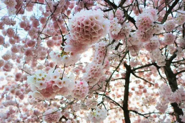 Photo of Beautiful Cherry Blossoms close up