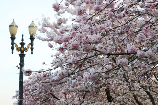 istock Beautiful Cherry Blossoms at Tom McCall Waterfront 1310382520