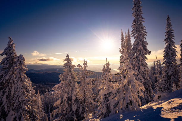istock Winter Wonderland landscape 1310383707
