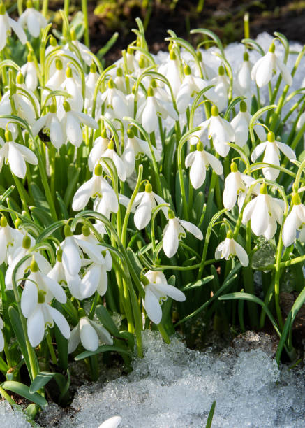 first spring snowdrop  flowers stock photo