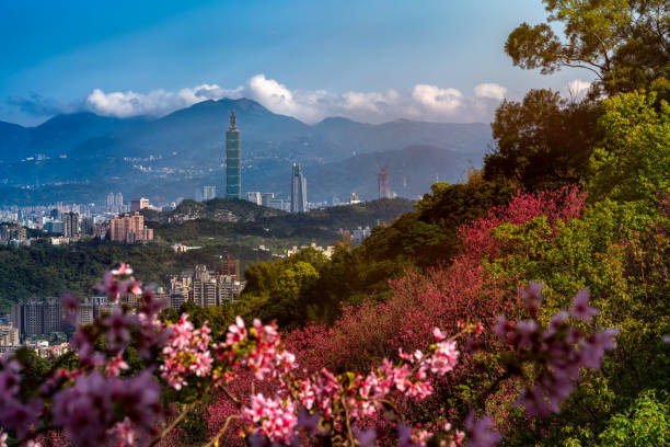 Spring season-Beautiful sakura with  Taipei cityscape in spring, Taiwan