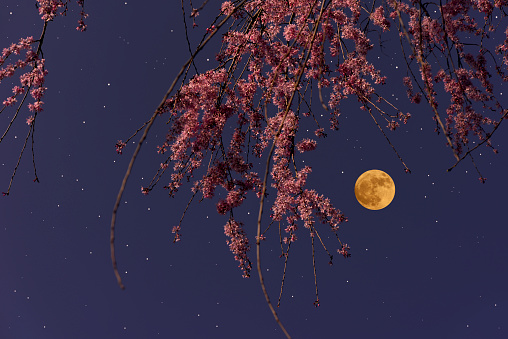 Full moon rising over the weeping cherry tree
