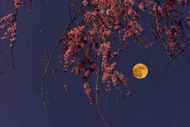 Full moon rising over the weeping cherry tree with copy space.