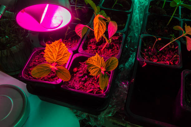 istock artificial lengthening of daylight hours with a special lamp to improve seedling development 1310386663