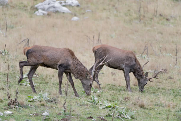 istock Two red deer males at grazing in mountain region (Cervus elaphus) 1310387345
