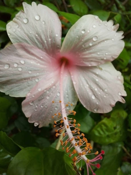 istock light rose color hibiscus flower with water drops on it 1310389298