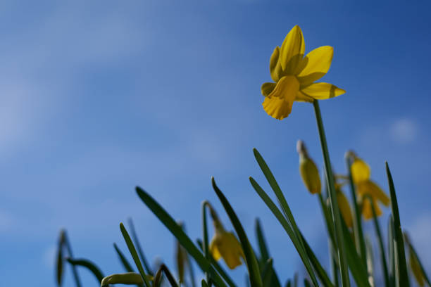 istock Yellow daffodil (Osterglocke) in front of blue sky with few clouds. up view. 1310391659