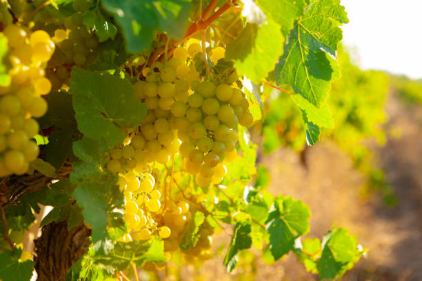 istock Bunch of green grapes on summer vine 1310391719