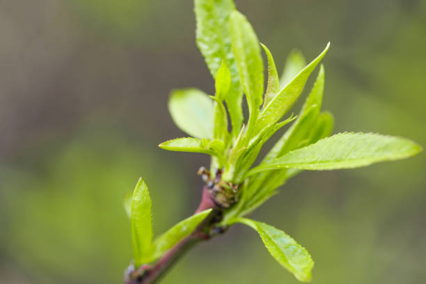 young leaves wake up on the trees spring comes