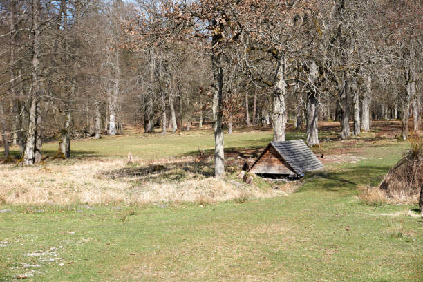 istock red deer enclosure in the forest in sunshine under a blue sky 1310392725