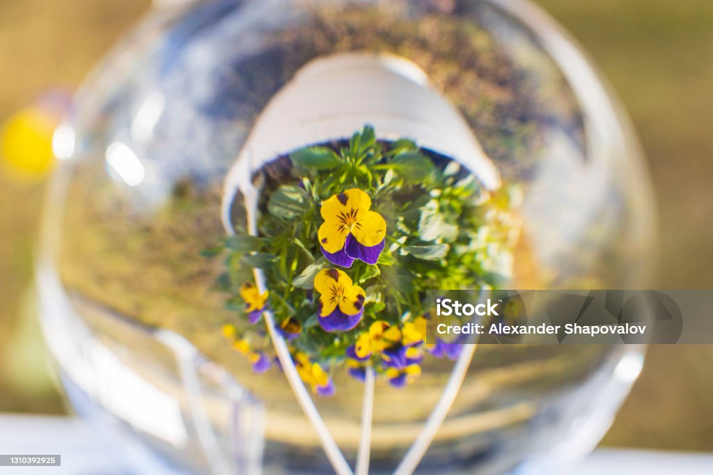 Close up macro view of  crystal ball with  inverted image of hanging basket  with yellow purple pansies. Sweden. Basket Stock Photo