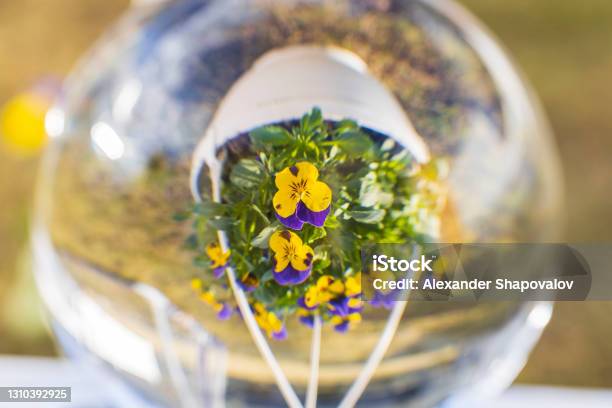 Close Up Macro View Of Crystal Ball With Inverted Image Of Hanging Basket With Yellow Purple Pansies Sweden Stock Photo - Download Image Now