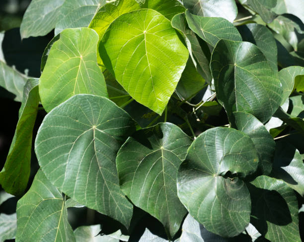 istock Sacred fig leaves 1310394466