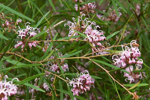 Grevillea sericea, commonly known as the pink spider flower, is a shrub endemic to New South Wales, Australia
