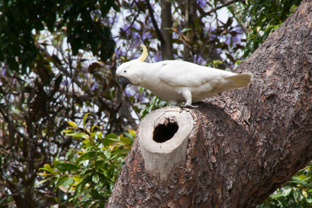 istock Sulphur crested cockatoo perched next to nest in tree hollow 1310394854