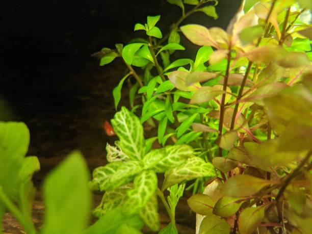 istock Fish and water plant inside aquarium 1310395918