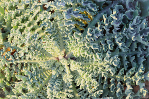 istock full frame view of coastal plant with patterned leaf 1310396565