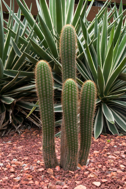 istock Echinopsis spachiana with four columns in garden 1310397227