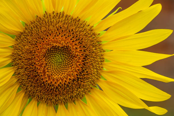 istock A beautiful blooming sunflower 1310398230