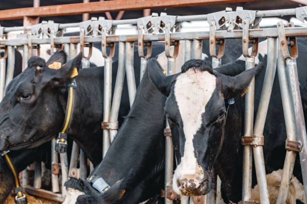 istock Black and white spotty cows on a farm 1310399603