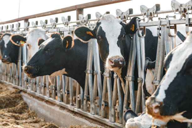 istock Black and white spotty cows on a farm 1310400770