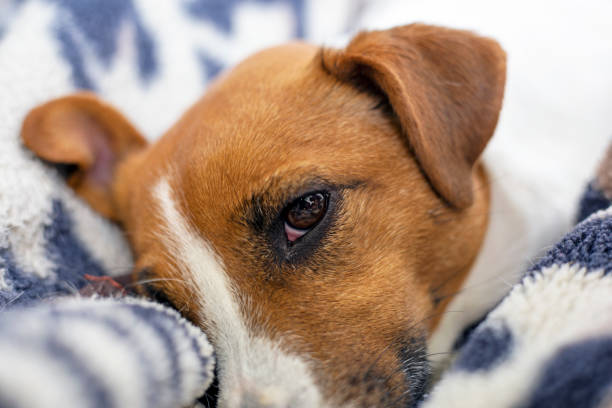 istock Jack Russell Terrier face on a leopard blanket, horizontal