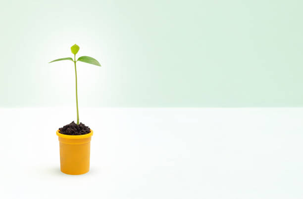 istock Green young sprout growing out from soil in a yellow pot 1310400868