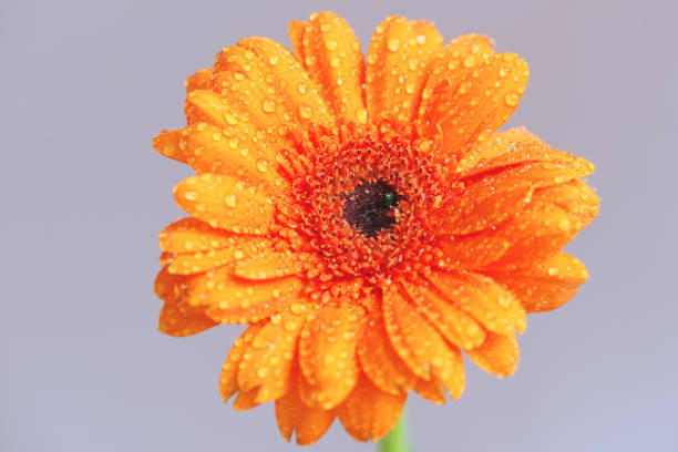 Daisy isolated on white background. Gerbera daisy.