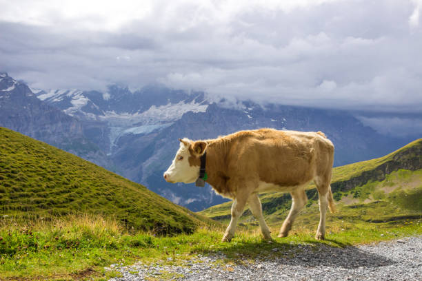 istock The Grindewald Valley and mountain pastures in Switzerland 1310401131