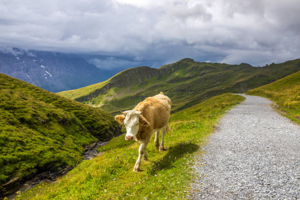 istock The Grindewald Valley and mountain pastures in Switzerland 1310401145