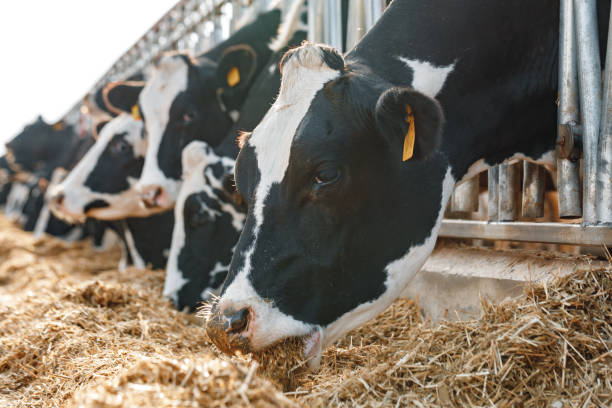 istock Cows standing in a stall and eating hay 1310402199
