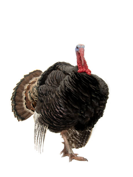 istock turkey with loose tail isolated on white 1310402226