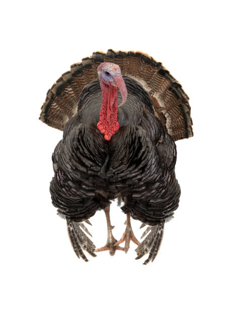 istock turkey with loose tail isolated on white 1310402229
