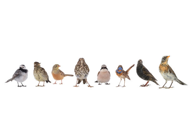 istock collage of singing birds isolated on white 1310402241