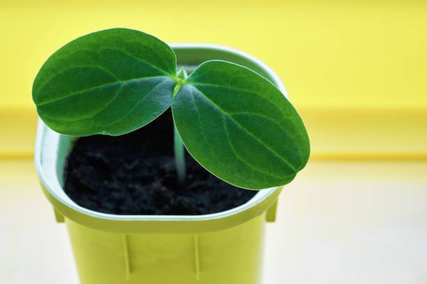 Можно ли сеять огурцы летом?