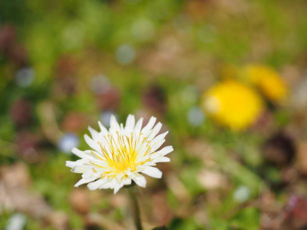 White flower blooming in the field