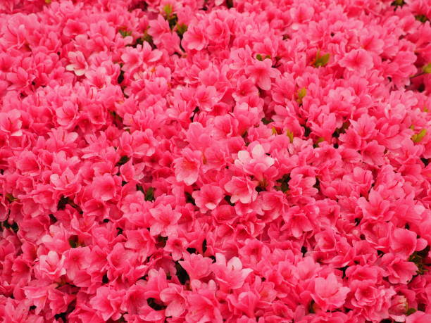 istock Azalea flowers in full bloom 1310403246