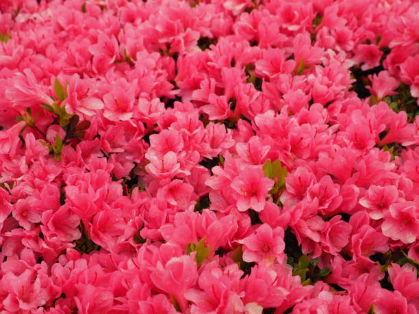istock Azalea flowers in full bloom 1310403248