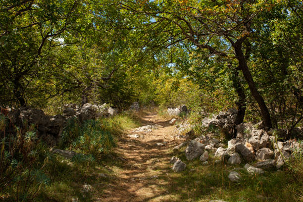 istock Path in the scenic Croatian countryside 1310404177