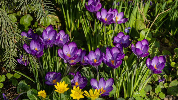 istock Delicate petals of Ruby Giant crocus among yellow flowers of spring buttercup on blurred background of greenery of garden. Close-up. Clear sunny spring day. Nature concept for design. 1310406608