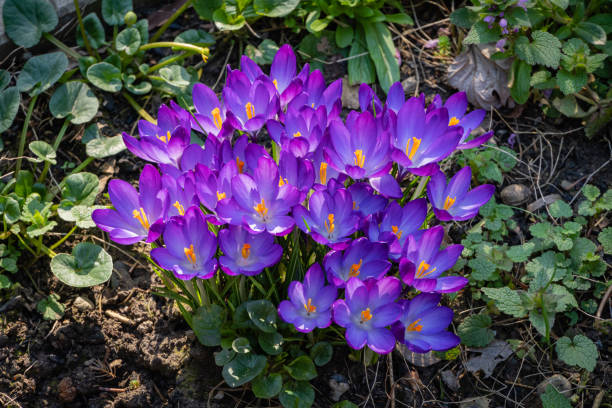 Blooming crocuses Ruby Giant. Delicate petals of Ruby Giant crocus on blurred background of greenery of garden. Close-up. Clear sunny spring day. Nature concept for design. Blooming crocuses Ruby Giant. Delicate petals of Ruby Giant crocus on blurred background of greenery of garden. Close-up. Clear sunny spring day. Nature concept for design. crocus tommasinianus stock pictures, royalty-free photos & images