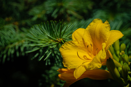 Beautiful yellow-orange flower of Hemerocallis hybrida Stella de Oro against blurred background of evergreens. Selective focus. Close-up. Evergreen spring landscape garden. There is place for text.