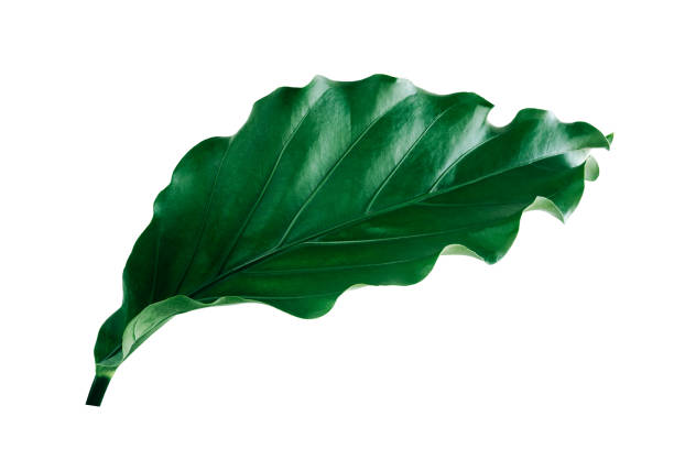 istock More beautiful exotic tropical leaves, isolated leaf background.clipping path 1310406911