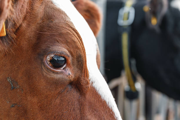 Cattle eye