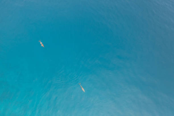 istock Drone view of dolphins in the Maldives 1310407736