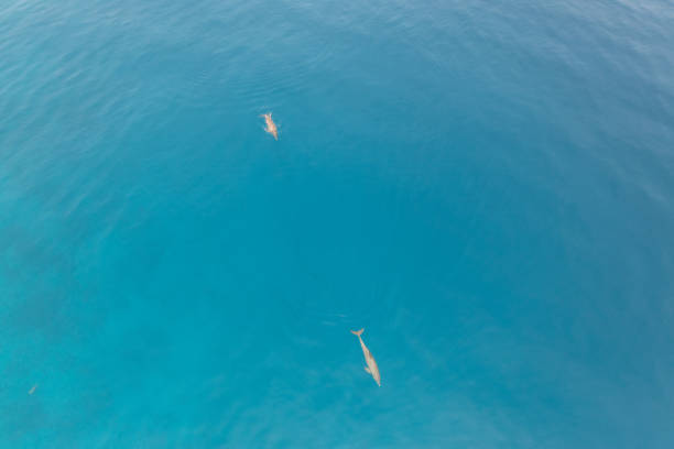 school of dolphins swimming Undersea on the east coast of Zanzibar (Tanzania / Africa)