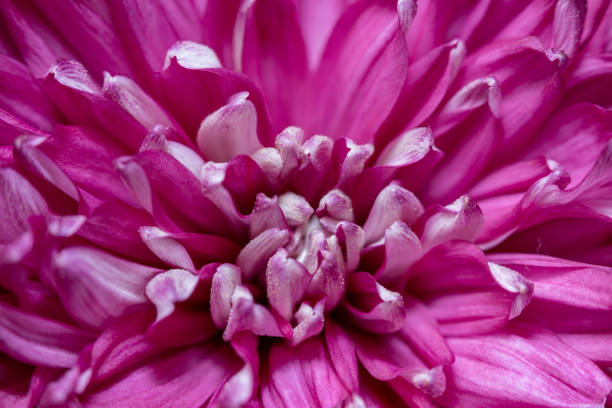 istock abstract petals macro of pink flower 1310410450